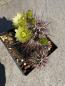 Preview: Echinocereus viridiflorus